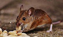 24 Hour & Emergency Exterminators in Revere, MN